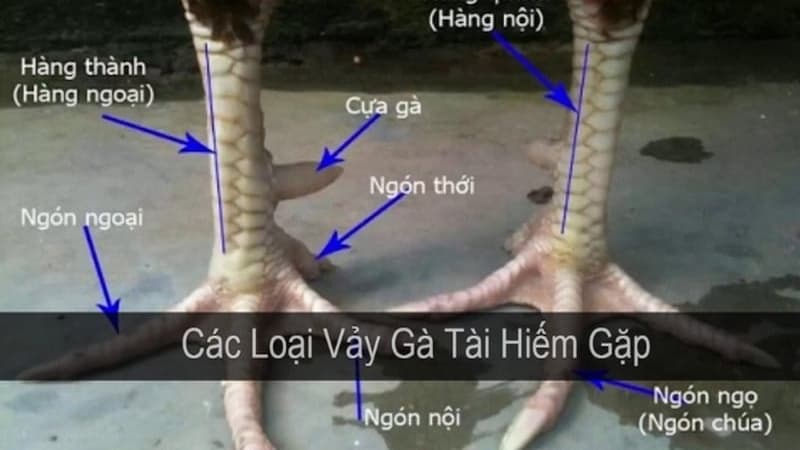 Vảy đại giáp - Một trong các loại vảy gà may mắn