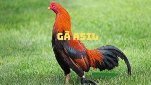 Giới thiệu về gà nòi Asil